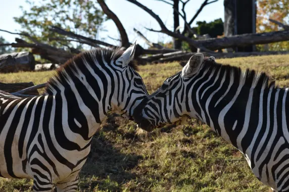 Casino Slots Cafe Kundeservice